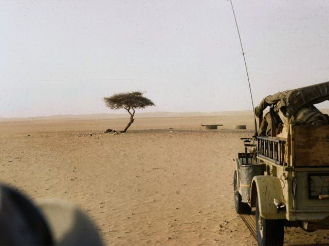 Einzelner Baum in einer Wüste.