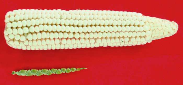Oben: Maiskolben. Unten: grüner Samenstand, der nur halb so lang wie der Maiskolben und nur so dick wie ein einzelnes Maiskorn ist.