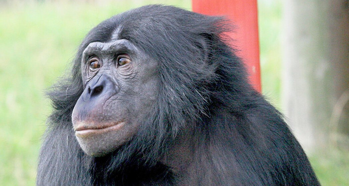 Bonobo.