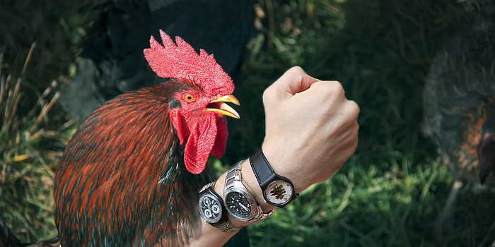 Photomontage: Gockelhahn und menschlicher Arm mit drei Armbanduhren.
